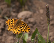 Fritillary 9621